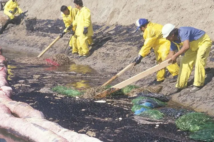 Large oil spill washes up in California, killing wildlife