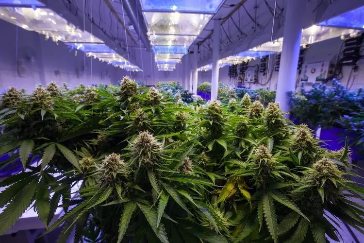 UK police finds weed plants in former night club