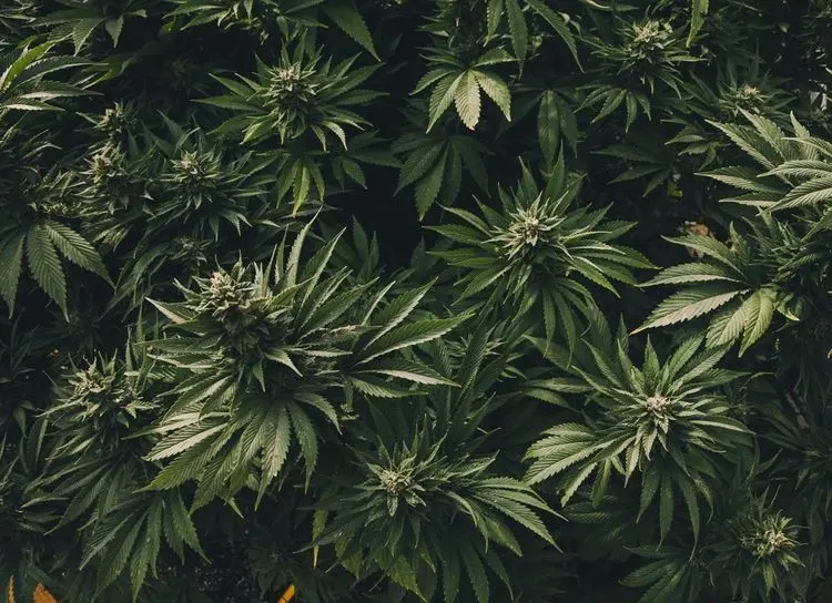 Cannabis is coming to California State Fair 2022