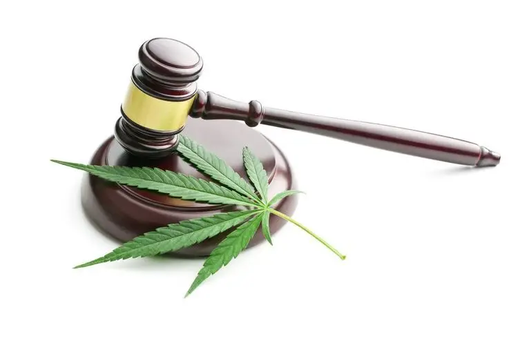 Half of the legal cannabis revenue for social causes