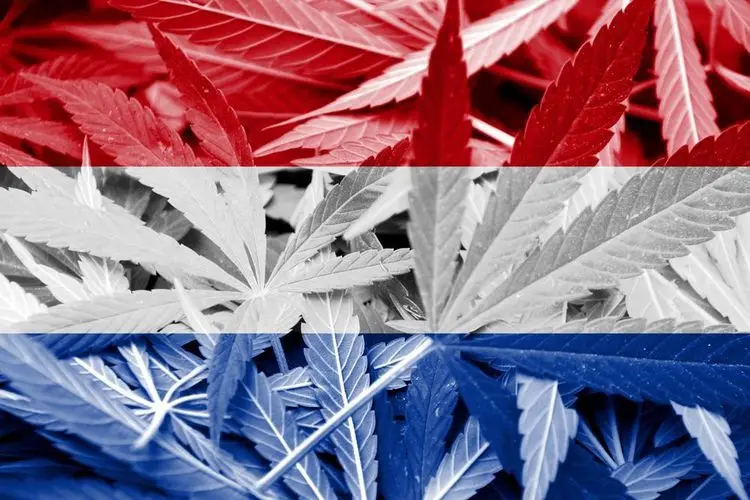 Dutch government fails at allowing cannabis cultivation