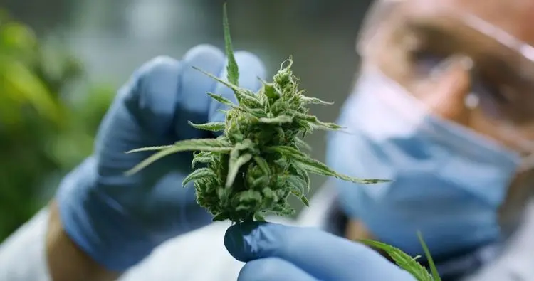 Heritage Cannabis granted export license for Brazil