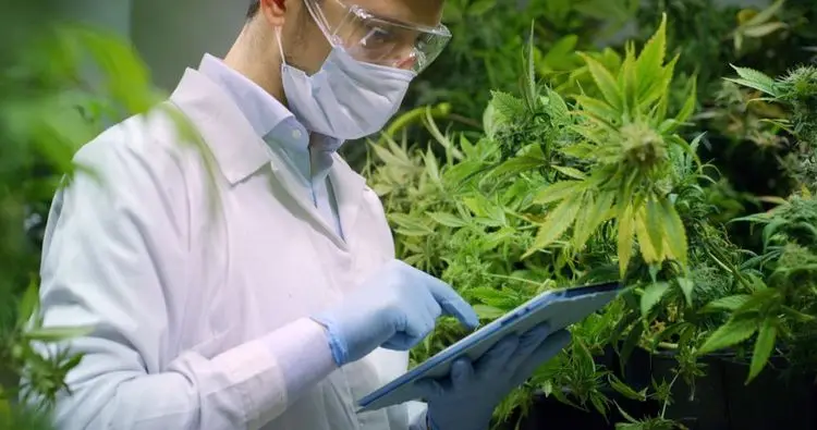 Another big boost for the US Cannabis industry