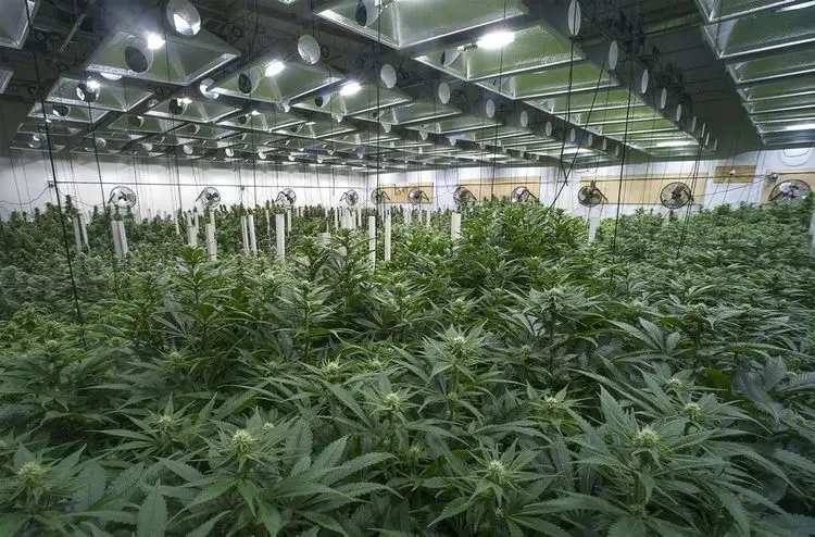 Kathy Hochul swears by the legal cannabis industry