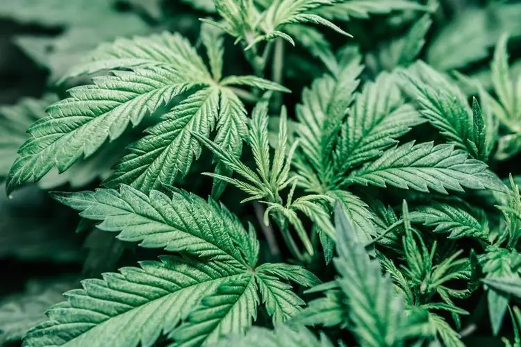 Arizona is dropping all cannabis-related charges