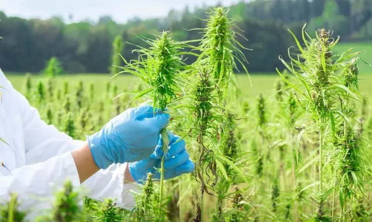 Cannabis boom continues despite corruption accusations