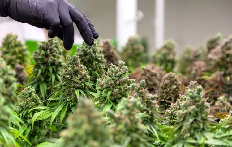 Bank of America suspends cannabis research firm's account