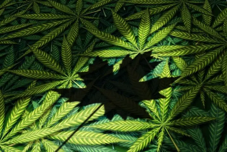 For the first time a Canadian cannabis producer sets up a worker´s union
