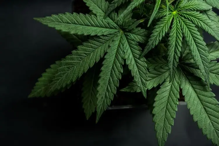 Alcanna Inc. changes hands