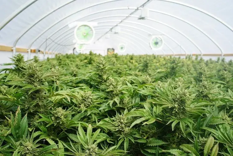 Legal weed industry cannot compete with illegal market