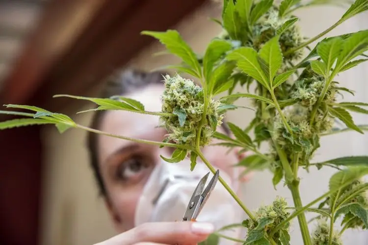 World Anti-Doping Agency wants to rethink cannabis ban