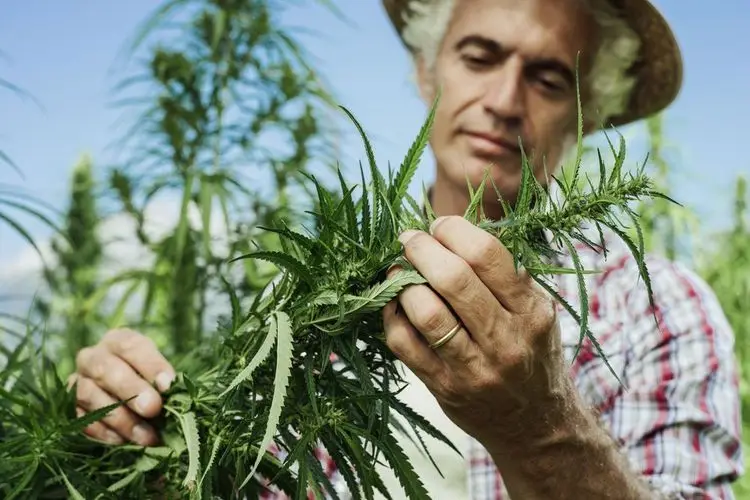 Marijuana jobs are becoming a haven for retail and gastronomy workers