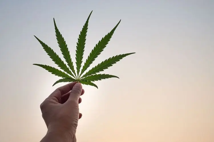 CBD stops coronavirus in test tube