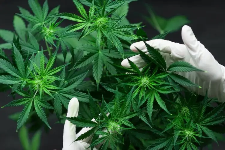 Police in London discovers a major cannabis growhouse