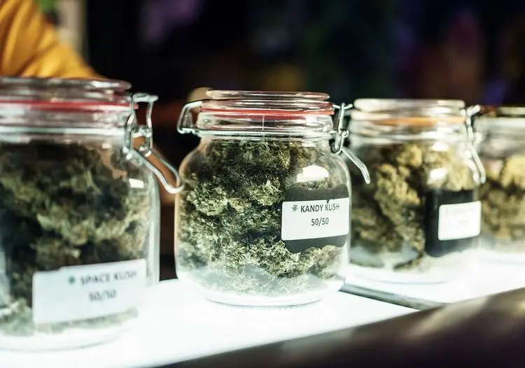 Drop in drug-related deaths related to more liberal cannabis policies