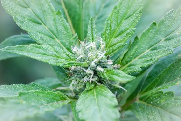 Aphria increases activities in Germany