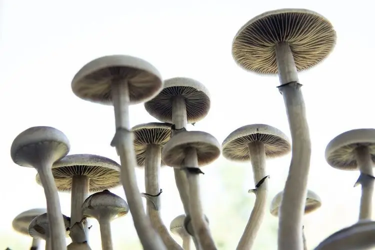 Here are three psychedelics stocks you should watch