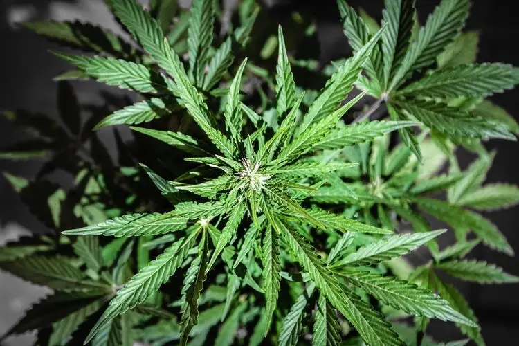 Legal cannabis sales will reach record numbers this year