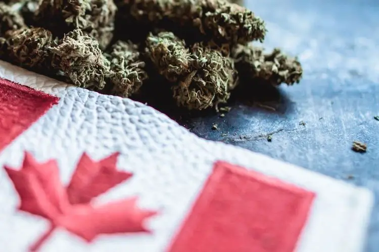 Cannabis exports from Canada increase by 300%