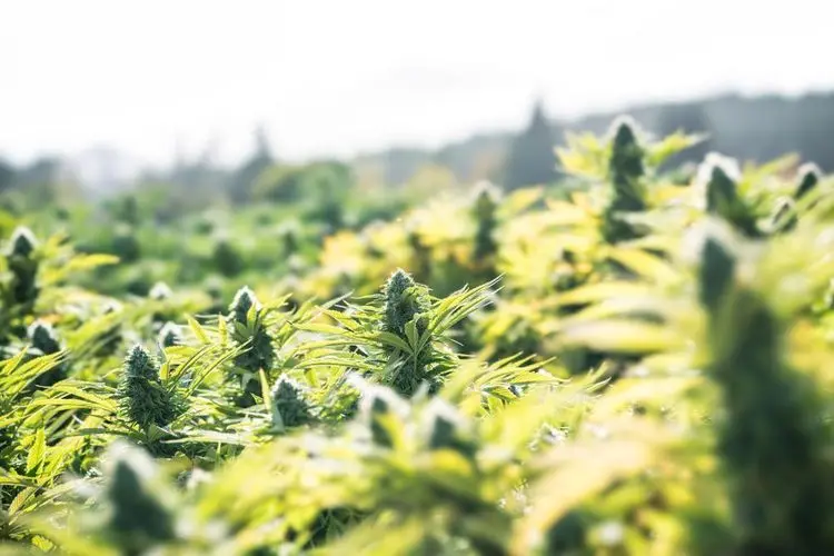 Cannabis North lays off 20% of staff