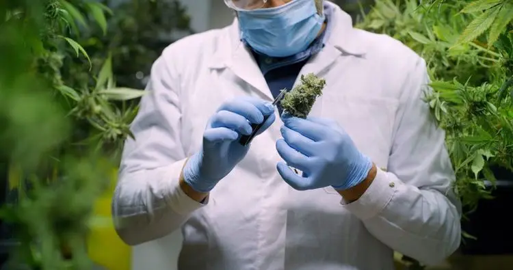 The Cannabis Industry is hoping for a green Christmas