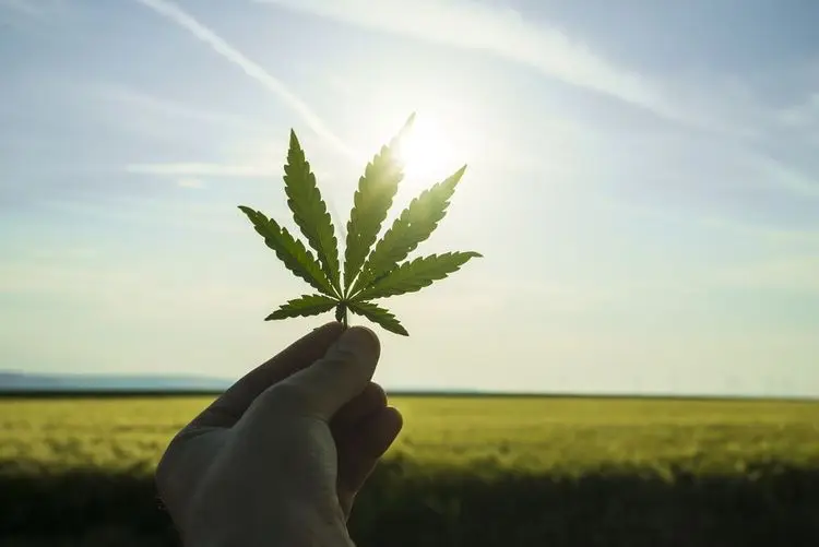 Neptune Wellness will commercialize PanHash in Quebec