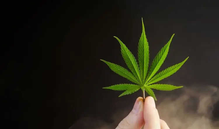 Cannabis industry is waiting - state guidelines are still in flux